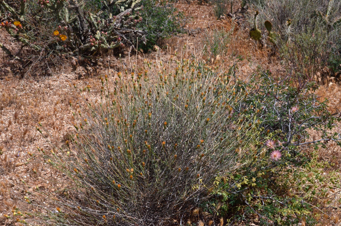 San Felipe Dogwood or San Felipe Dyssodia is found in AZ, CA and NV and prefers elevations from50 to 4,000 feet and is found in washes, mesas, and dry rocky slopes in deserts, open scrub and woodlands. It is found in both Sonoran and Mojave Deserts. Adenophyllum porophylloides